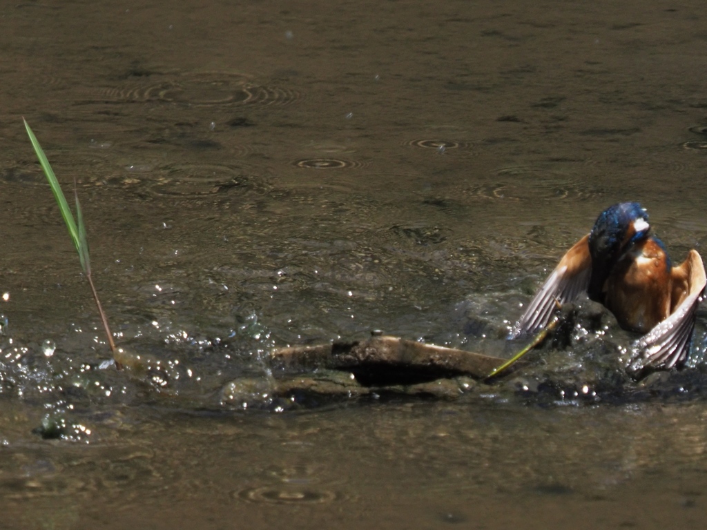 泥々シーケンス 1-1