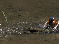 泥々シーケンス 1-1