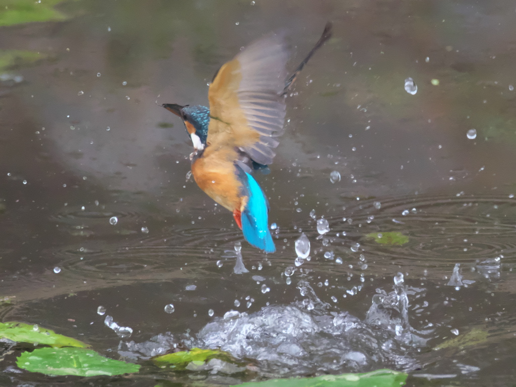 浮上 125-2（父親）