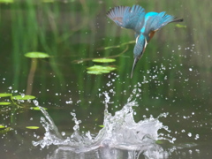 飛び込みシーケンス 16-1（父親と嫁候補のダブル）