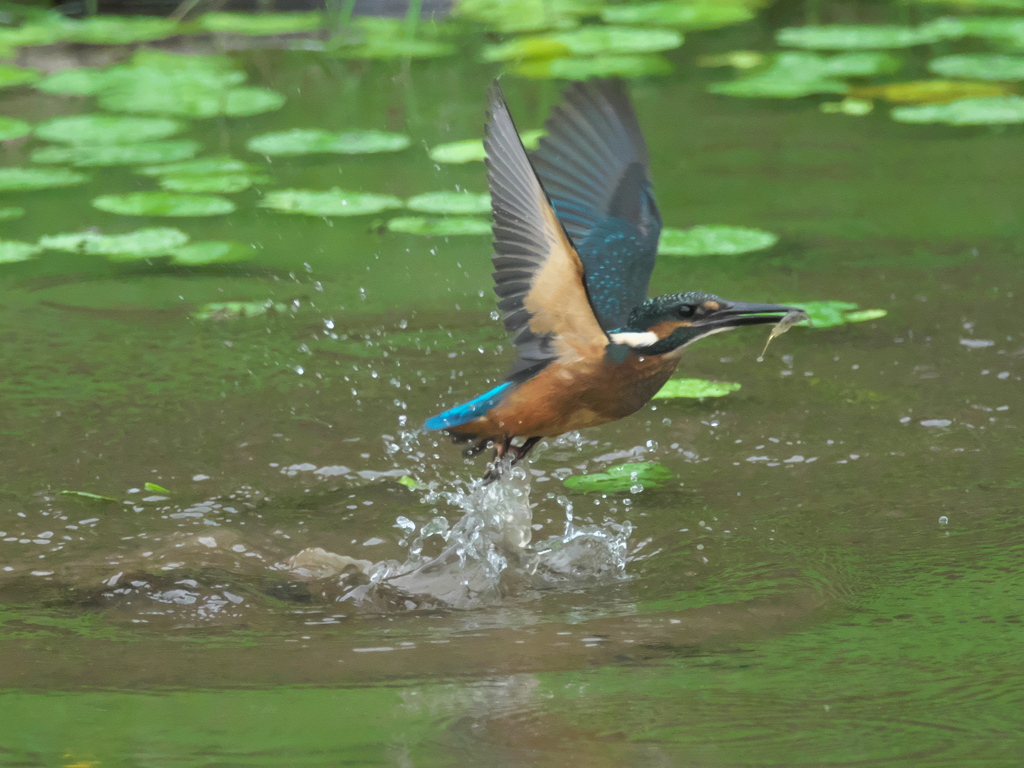 浮上 44-5（雛 エビ獲れたけど只今修業中）