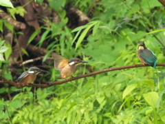 雛兄弟 4（三羽揃って）