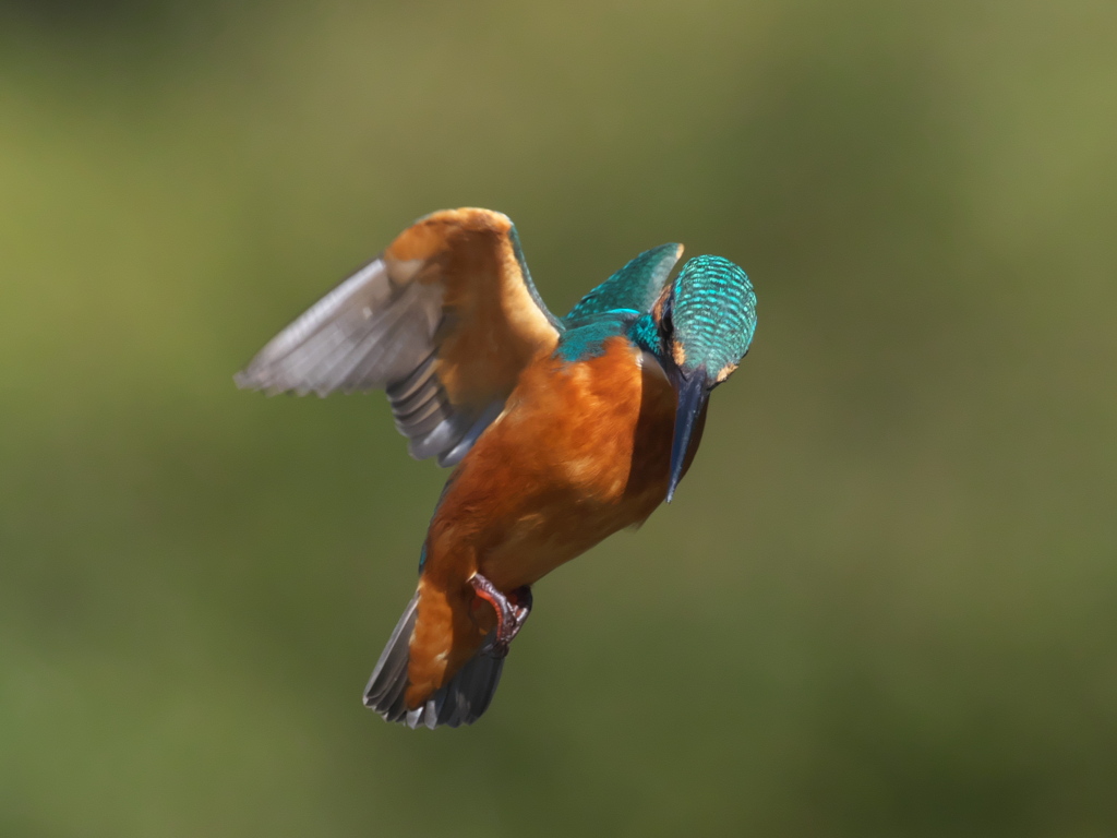 ホバ 21-1（父親）