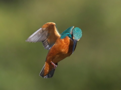 ホバ 21-1（父親）