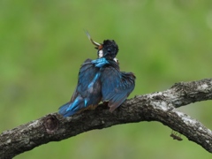 お父ちゃん 4-4（まだ巣にいる子供達の為にお魚持って帰らなくちゃ！