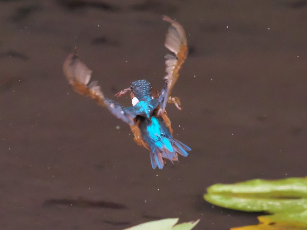 ザリガニ獲れたよ 19