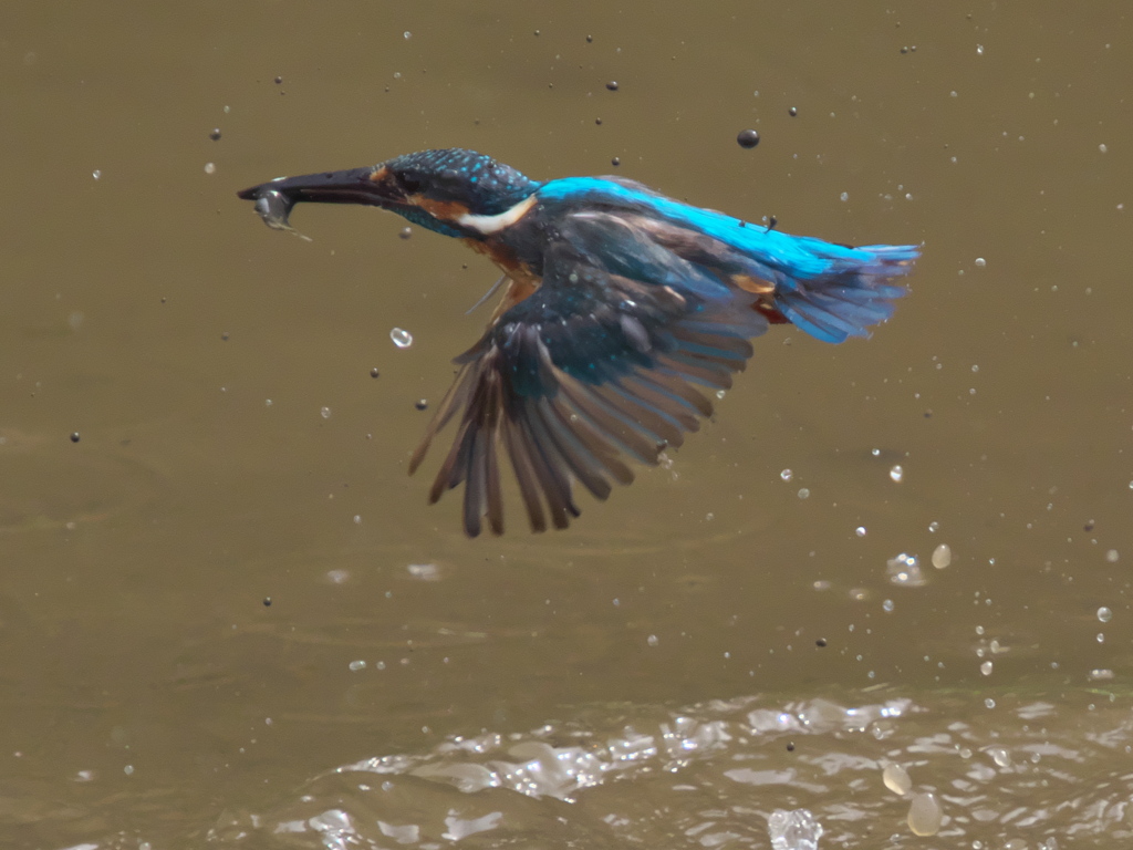 お魚獲れたよ 17-2（父親）
