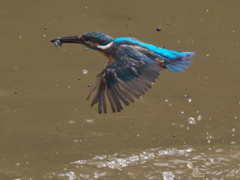 お魚獲れたよ 17-2（父親）