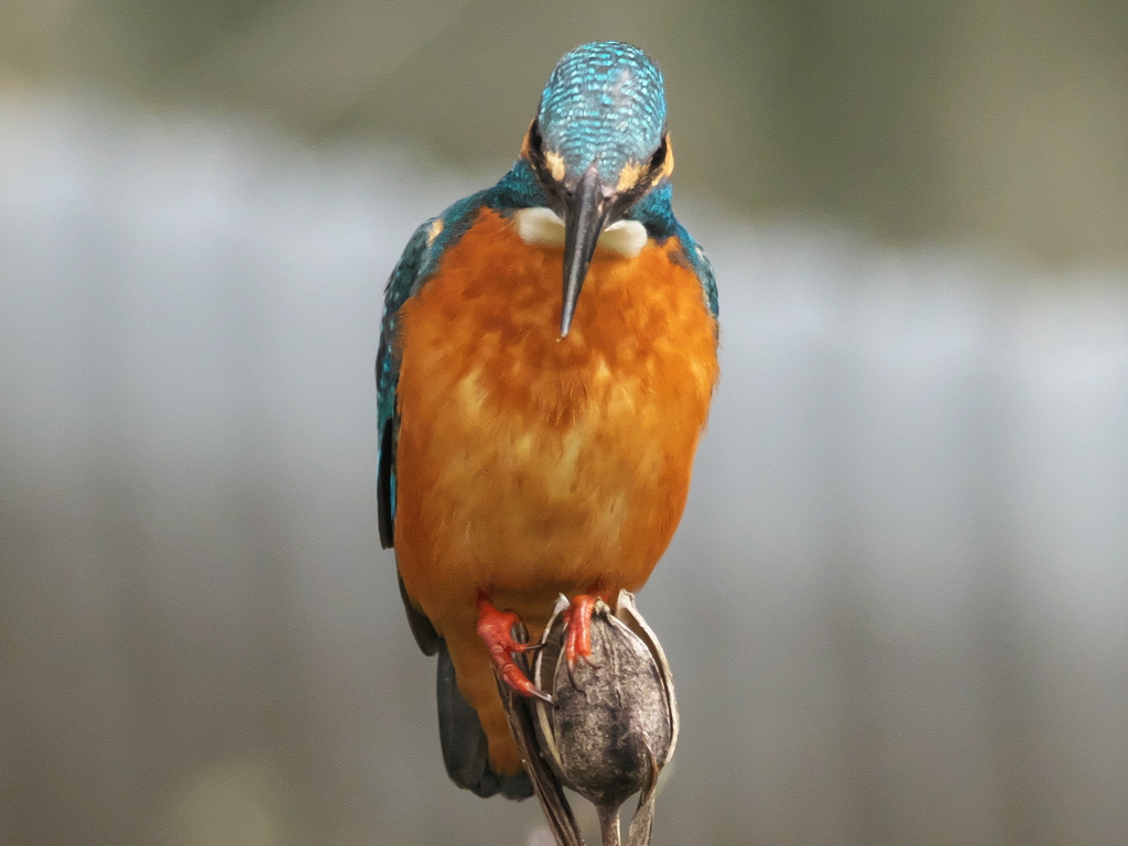 止り木 168（父親）