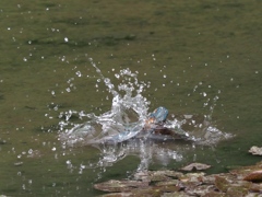 飛び込みシーケンス 1-4