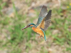 ホバ 18-2（嫁候補）