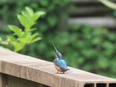 お父ちゃん 1（こっちにおいで〜）