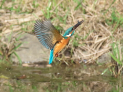 止り木へ 11-2（父親）