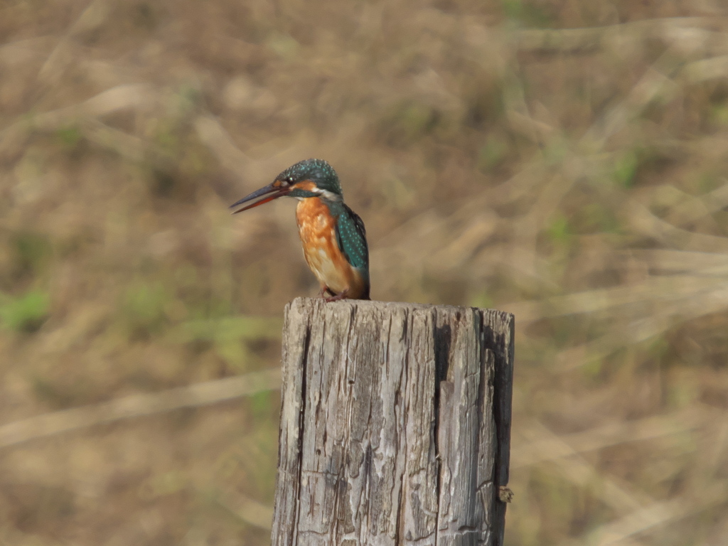 止り木 13（嫁候補？）