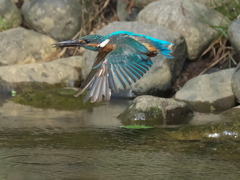 お魚獲れたよ 48-1