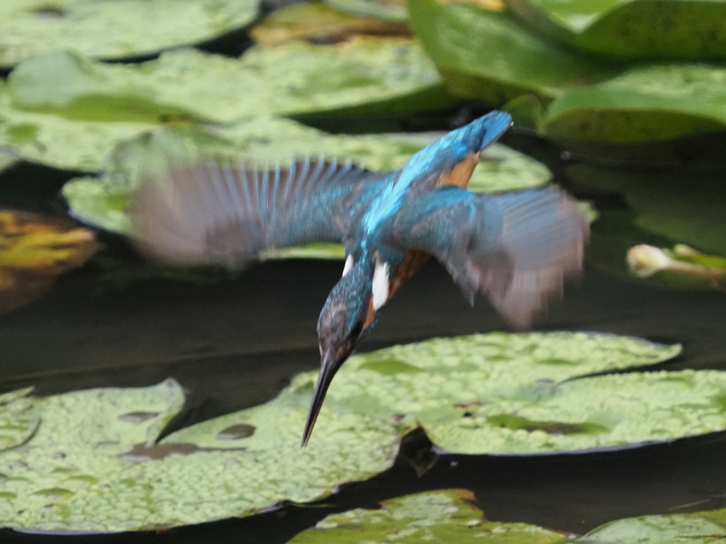 飛び込みシーケンス 2-2
