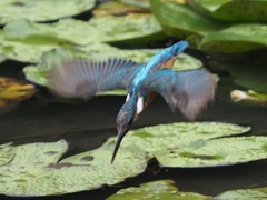 飛び込みシーケンス 2-2