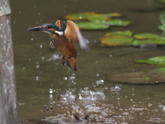 浮上 43-2（雛 小魚？獲れたよ）