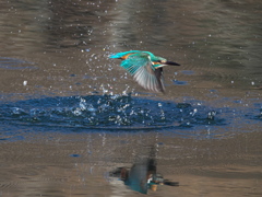 浮上 413（父親）