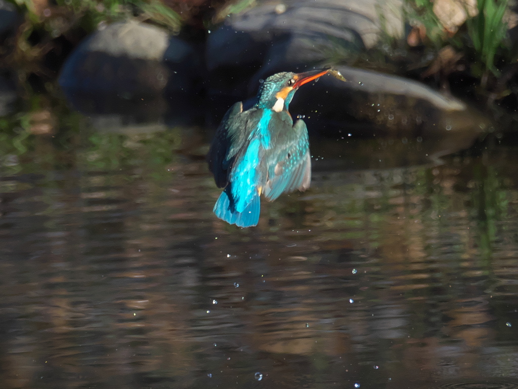 浮上 258（嫁候補）