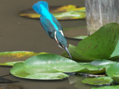 一直線 5（子）