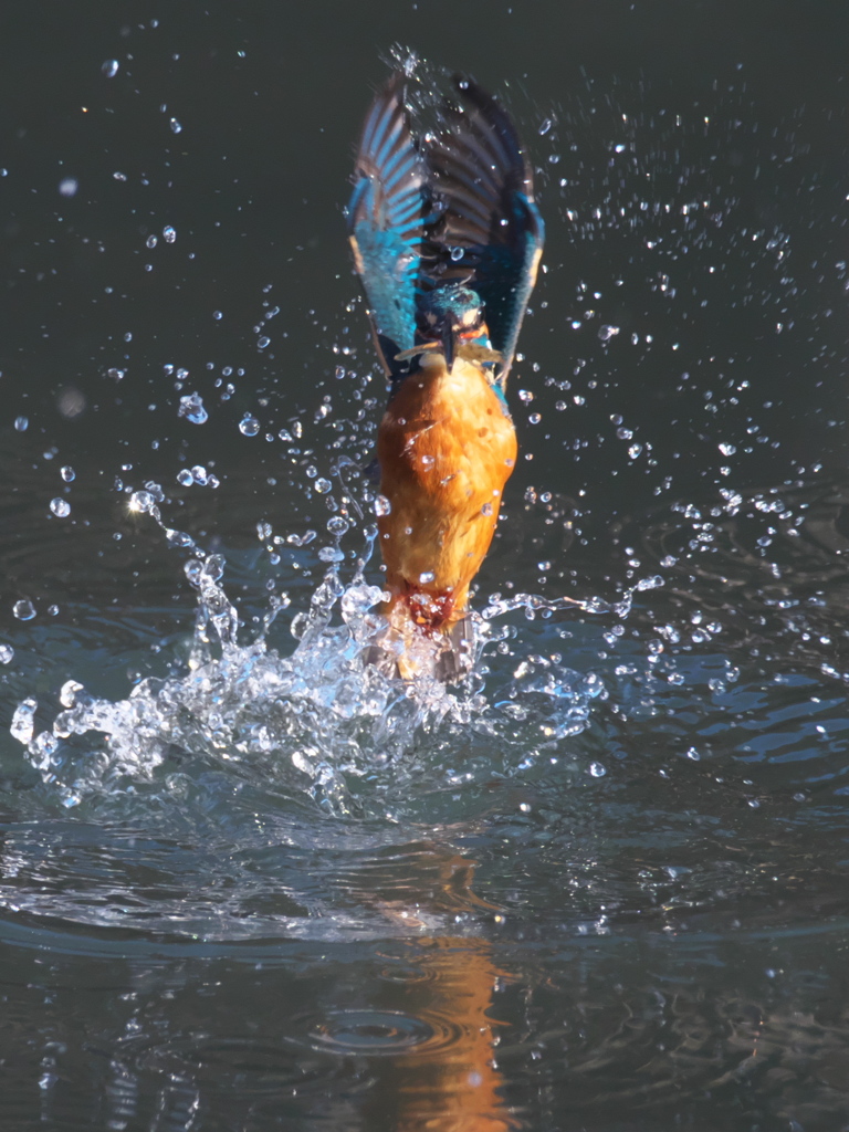 浮上 335（父親）