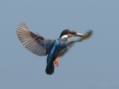 ホバ 3-1(子育で少し疲れたお父さん)