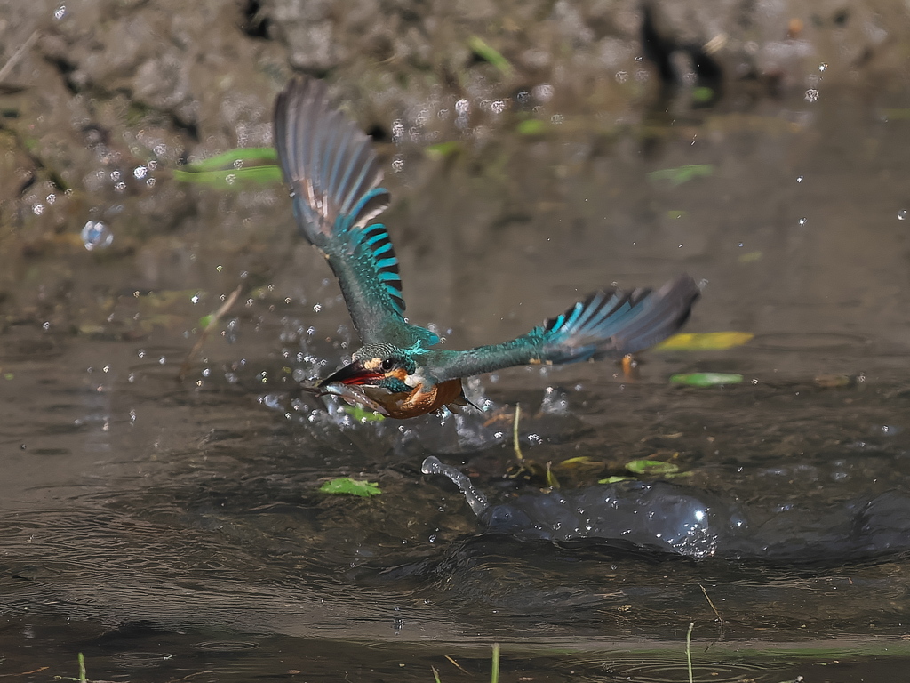 浮上 1415（泥が多い場所）