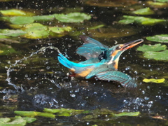 浮上 172（嫁候補）