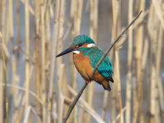 止り木 124（隣の池 オス）