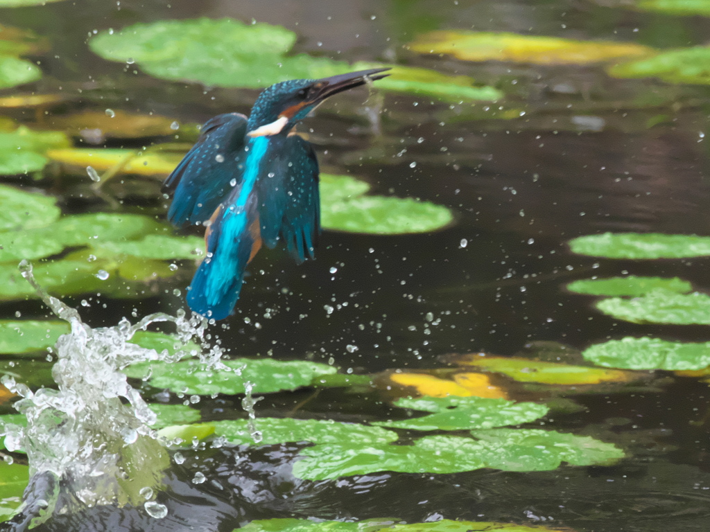 浮上 116（父親）