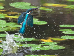 浮上 116（父親）