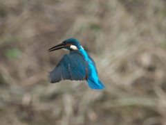 ホバ 8-1（父親）