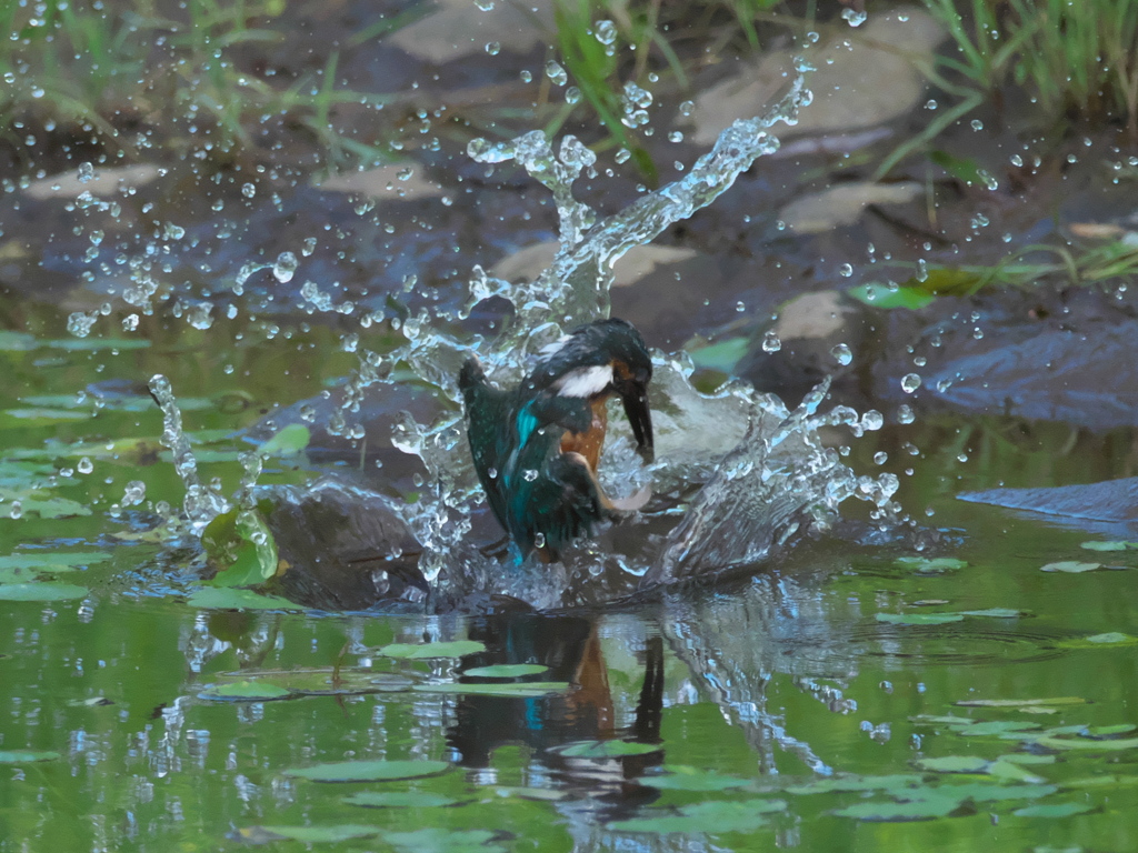 浮上 55（父親）