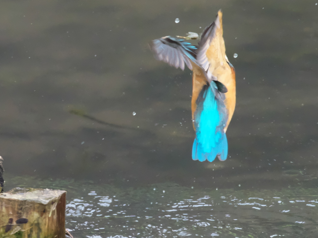 浮上 96-1（嫁候補）