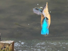 浮上 96-1（嫁候補）