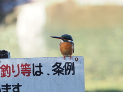 釣り禁止です。