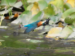 飛び込みシーケンス 35-6