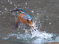 浮上 327（父親）