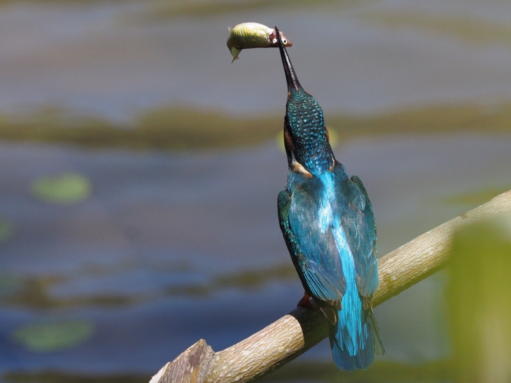 昼ごはん（ちょっと大きい魚）