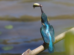 昼ごはん（ちょっと大きい魚）