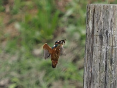 エビ獲れたよ 4