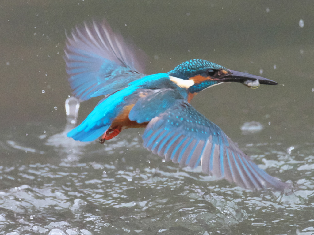 浮上 207（父親）