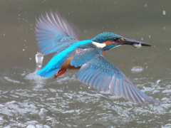 浮上 207（父親）