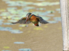 ホバ 45（嫁候補脱落？娘？）