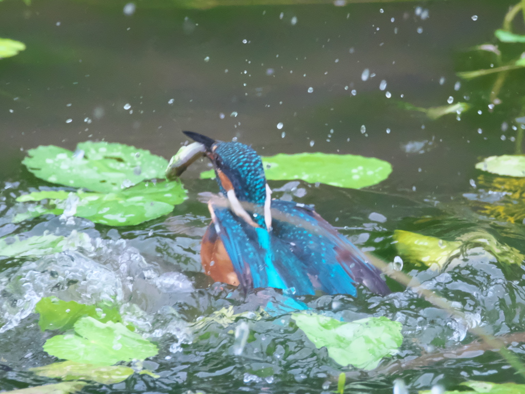 お魚獲れたよ 22-1（父親）