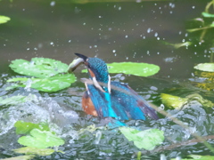 お魚獲れたよ 22-1（父親）