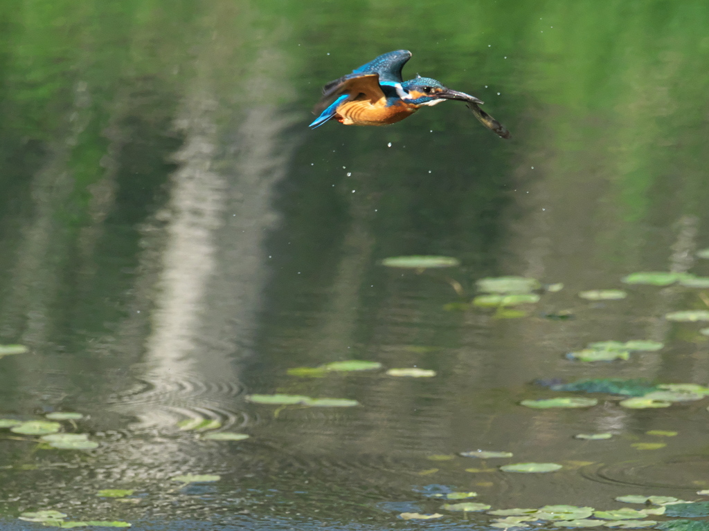 お持ち帰り 4-1（父親）