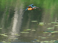 お持ち帰り 4-1（父親）