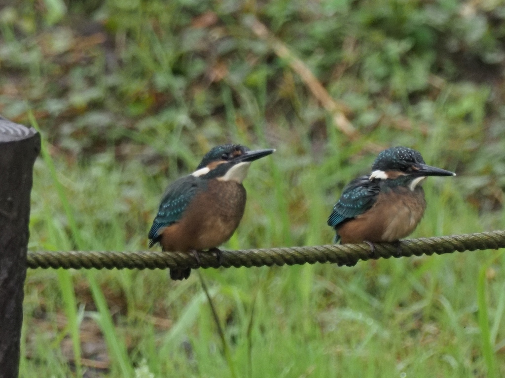 雛兄弟 2（ふたりで待ってます）